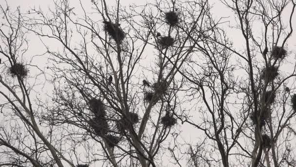 Crows in nests on tree - Footage, Video