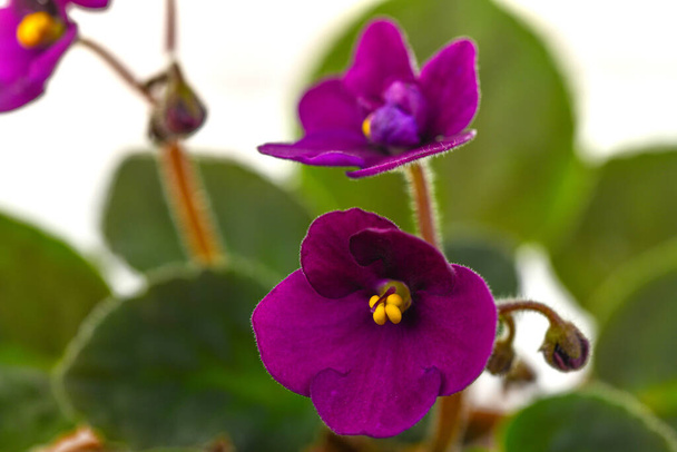 Фіолетові квіти Віоли крупним планом - Фото, зображення