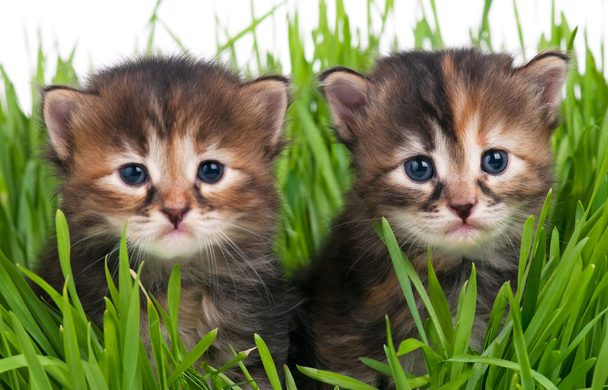Cute kittens - Foto, afbeelding