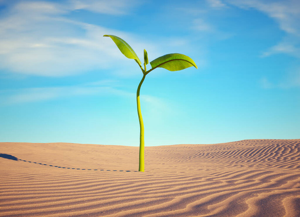 Kis növény a sivatagban. Start up és bizalom koncepció.Ez egy 3D render illusztráció - Fotó, kép