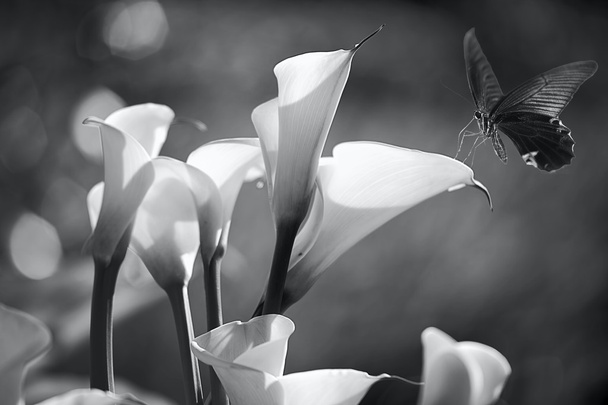 witte calla lelies - Foto, afbeelding
