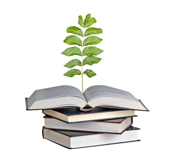 Sapling growing from open book - Photo, Image