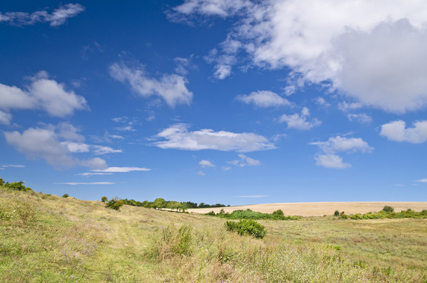Aurinkoinen sininen taivas, niitty ja puu lähellä kylää Katselovo
 - Valokuva, kuva