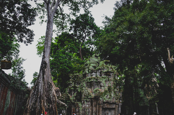 wat ta prohm templo en siem cosechar, cambodia. - Foto, Imagen