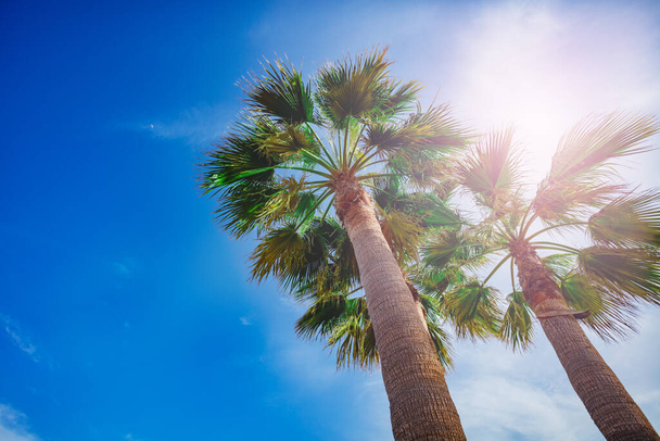 Group of 3 palms leaves over bright shining sun and blue summer sky view from below - Fotoğraf, Görsel