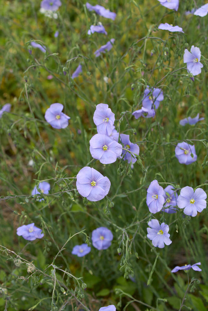 Linum perenne in bloom - Photo, Image