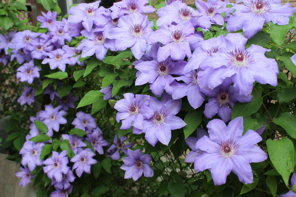 Belles fleurs clématites bouclées bleues. Jardin botanique de ville - Photo, image