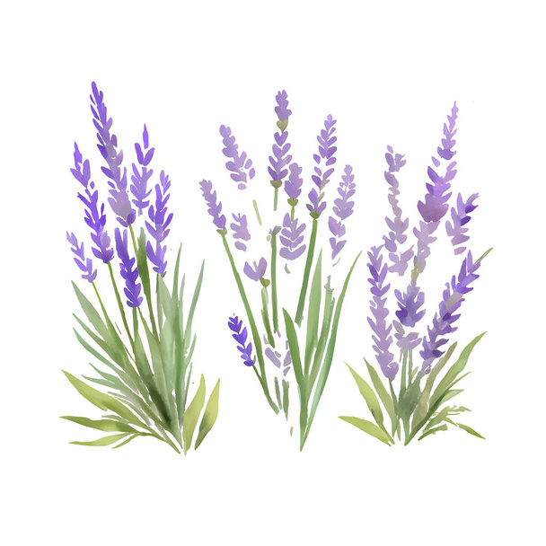 Set of lavender flowers elements. Collection of lavender flowers on a white background. Vector illustration bundle. - Vector, Image