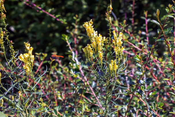 Linaria valgaris一般的なtoad亜麻黄色の野生の花が草原に咲き、緑の草の中に小さな植物が咲きます。 - 写真・画像