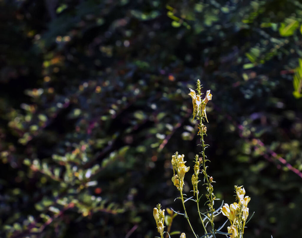 Linaria vulgaris común toadflax amarillo flores silvestres que florecen en el prado, pequeñas plantas en flor en la hierba verde - Foto, imagen