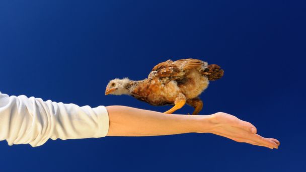 Acrobat Chicken Walking on Spread Arm (16:9 Aspect Ratio) - Photo, image