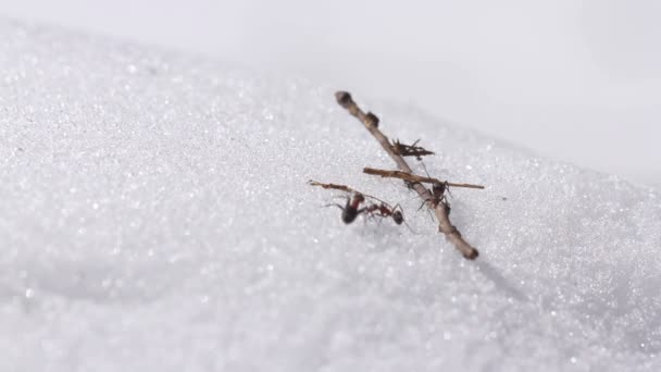 Formiche a primavera sul formicaio
 - Filmati, video
