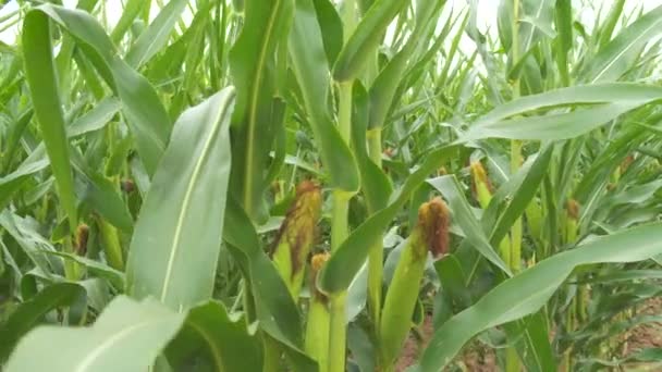 Kolba młodej zielonej kukurydzy kołysze się na wietrze w polu w zwolnionym tempie. - Materiał filmowy, wideo