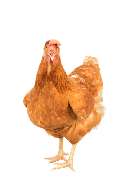 Nahaufnahme Porträt Ganzkörper brauner weiblicher Eier Henne stehend sh - Foto, Bild