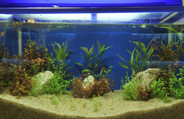 Aquarium - Photo, Image