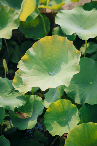 φύλλα λωτού που μεγαλώνουν στη λίμνη - Φωτογραφία, εικόνα