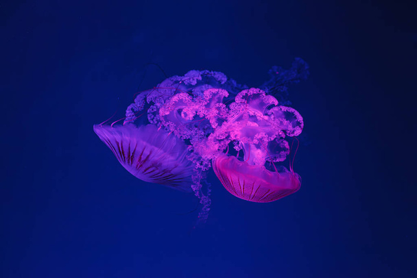 víz alatti forgatás gyönyörű Chrysaora hysoscella közelről - Fotó, kép