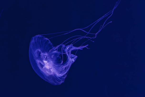 tir sous-marin de la belle méduses d'Amakusa petit (Sanderia Malayensis) gros plan - Photo, image