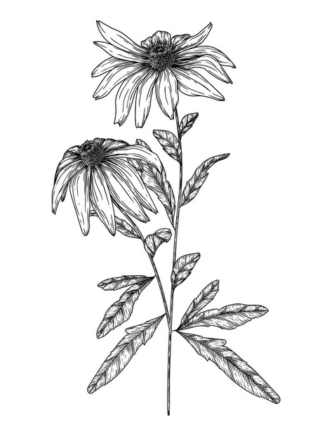  Vector illustration of rudbeckia flowers in engraving style - Vector, Image