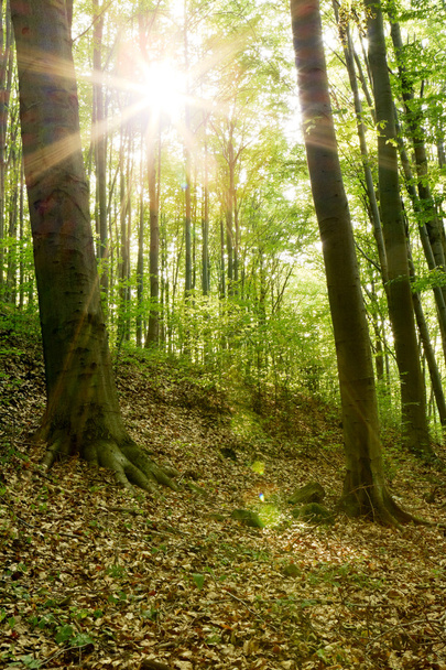 schöner sonniger Wald mit hohen Bäumen. - Foto, Bild