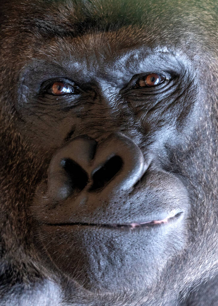 Poznaj majestatycznego Goryla Niziny Zachodniej, goryla goryla goryla, pochodzącego z gęstych lasów deszczowych Afryki Środkowej i Zachodniej. Ta wspaniała małpa urzeka swoją siłą i delikatną naturą.. - Zdjęcie, obraz