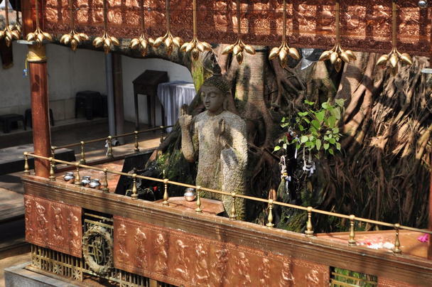 Buda bajo un árbol Bodhi en Colombo Sri Lanka
 - Foto, Imagen
