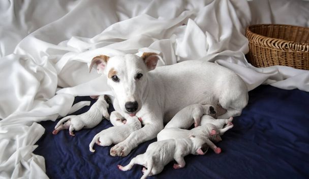 母犬は母親と安全睡眠で新しい生まれた子犬を抱きしめます. 授乳中の母ジャック・ラッセル・テリア 暖かい永遠の本能を持つ布の上に. - 写真・画像