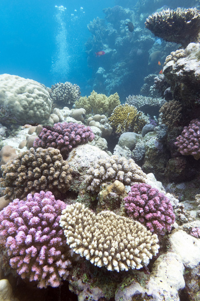 барвистий кораловий риф з твердими фіолетовими коралами під водою
 - Фото, зображення