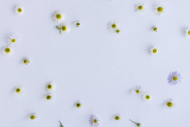 Дикі квіти ромашки на білому тлі з місцем для тексту. Квітковий фон - Фото, зображення