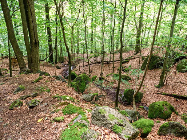 kaunis villi pyökki puu metsä jizera vuorilla - Valokuva, kuva
