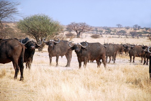 The African Buffalo - Tanzania - Africa - Photo, image