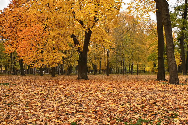 Parkta sonbahar, ağaçlarda ve yerde sarı yapraklar. Sonbahar şehir parkı, sonbahar yapraklarının arka planında. Güzel manzara - Fotoğraf, Görsel