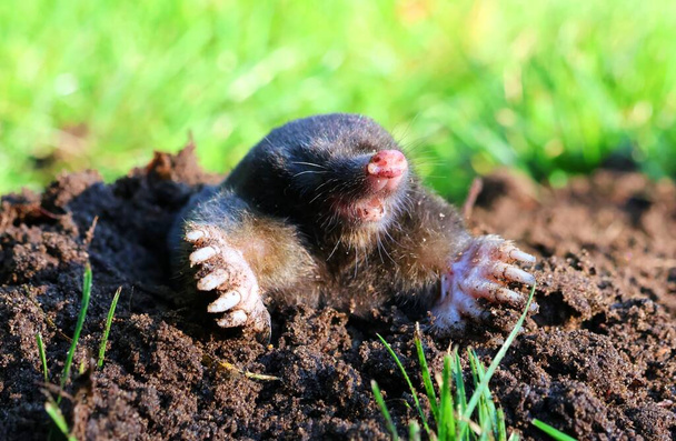  Mole in a molehill in the garden. Talpa europaea. - Photo, Image