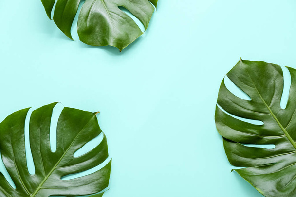 Тропические листья монстров на бирюзовом фоне - Фото, изображение