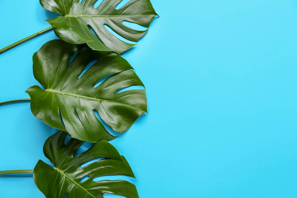 Тропічні листя монстрів на синьому фоні - Фото, зображення