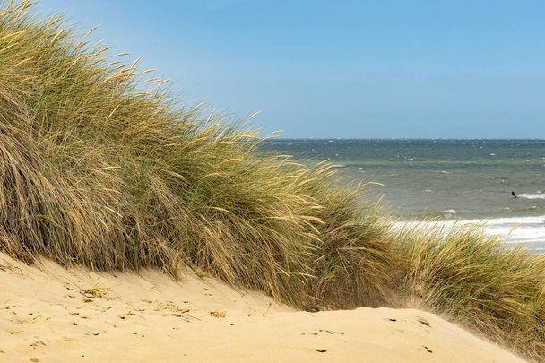 duna de playa cubierta de hierba en el mar del norte - Foto, Imagen