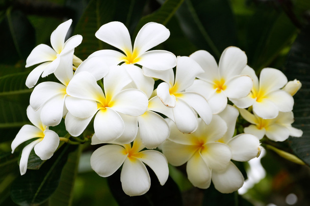 White plumeria flowers - Φωτογραφία, εικόνα