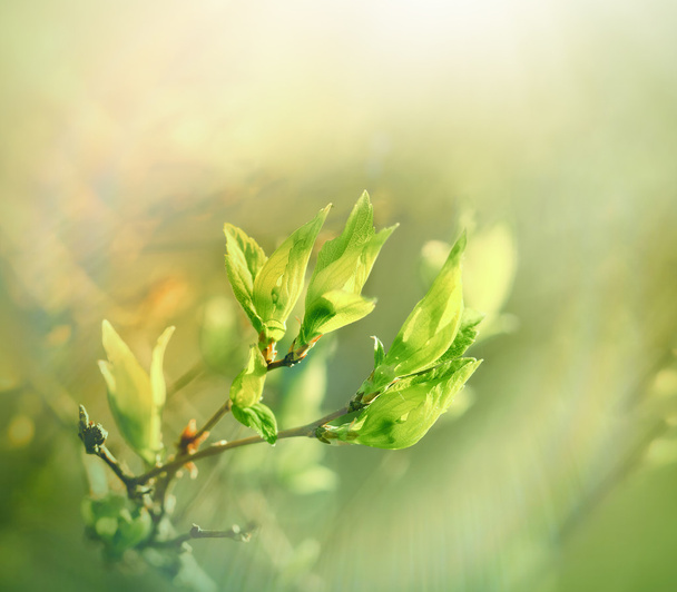 Folhas de primavera brotando iluminadas por raios de sol
 - Foto, Imagem