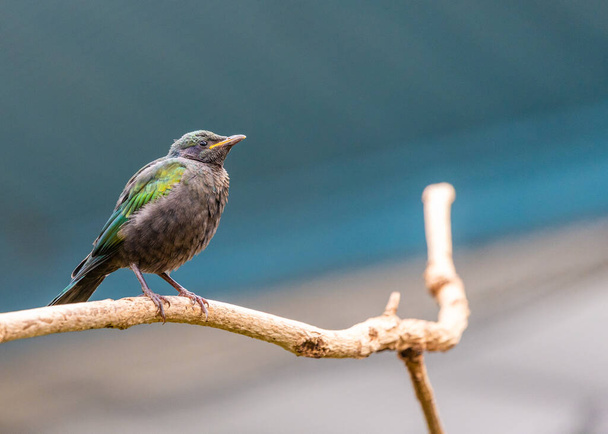 Meet the stunning Emerald Starling, Lamprotornis iris, native to the woodlands and savannas of Sub-Saharan Africa. Its iridescent plumage shines like a gem in the wild. - Photo, Image