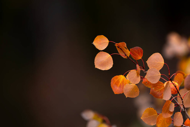 Крупним планом знімок барвистого листя осики в осінній час
 - Фото, зображення