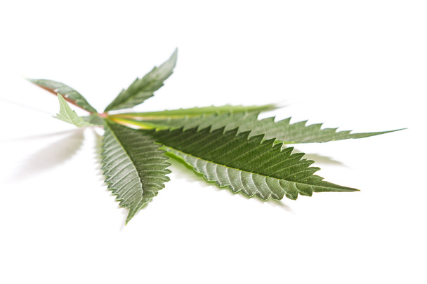классический лист марихуаны
  - Фото, изображение