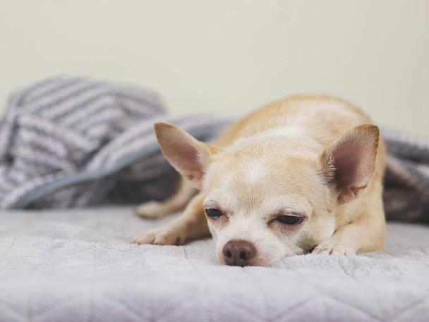 Close up image of sleepy brown short hair Chihuahua dog lying down on gray blanket. - Photo, Image