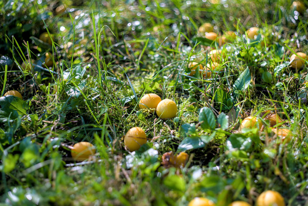 sárga cseresznye szilva bogyók a fűben harmatos - Fotó, kép