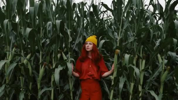 Elegante mujer con sombrero amarillo y camisa naranja y pantalones en medio del maizal, Polonia - Imágenes, Vídeo