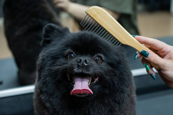 Groomer woman combing black spitz in grooming salon - Foto, Imagem