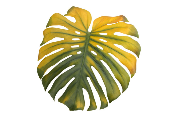 monstera leaf - Photo, Image