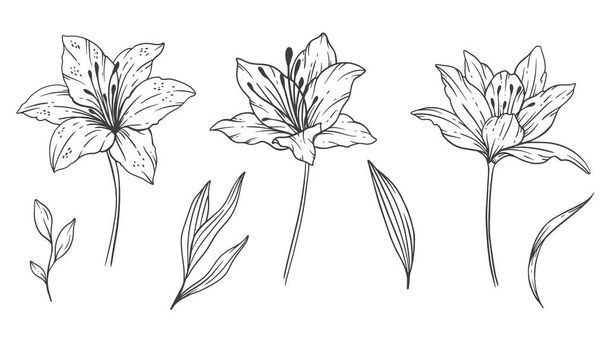 Wildflowers Line Art, Fine Line Ramos de flores silvestres Ilustración dibujada a mano. Página para colorear con flores. - Vector, Imagen