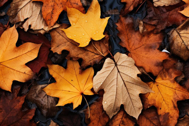 Close up shot of autumn fallen leaves - Photo, Image
