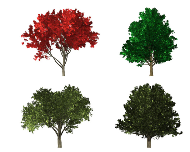 木の 4 つの異なる種類のレンダリング - 写真・画像