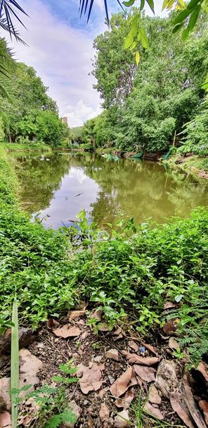 fotografie rybníka obklopeného vegetací a stromy, uprostřed parku je rybník obklopený vegetací a skalami. - Fotografie, Obrázek